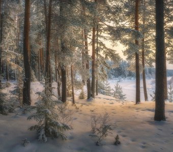 Декабрьский полдень на сосновом берегу