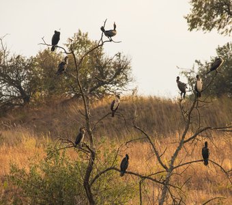 Баклановое дерево