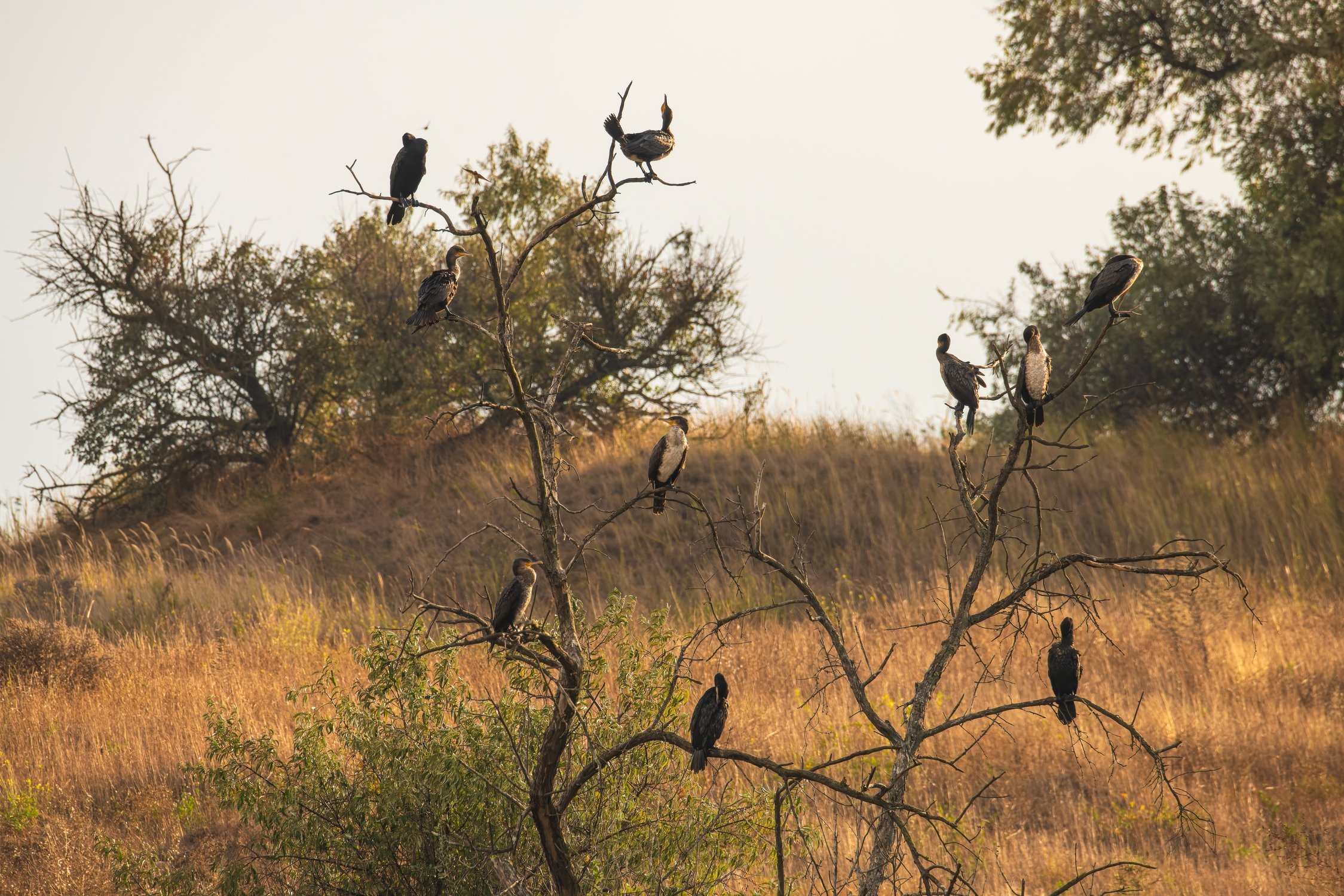 Баклановое дерево