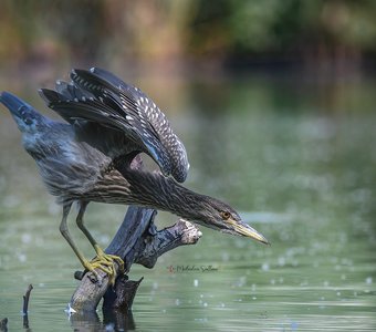 Утренняя гимнастика