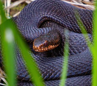 Гадюка греется в парке на солнышке