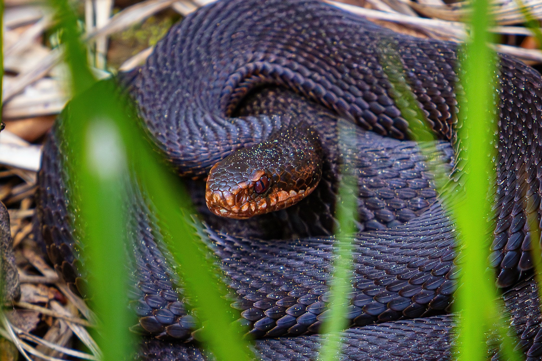 Гадюка греется в парке на солнышке
