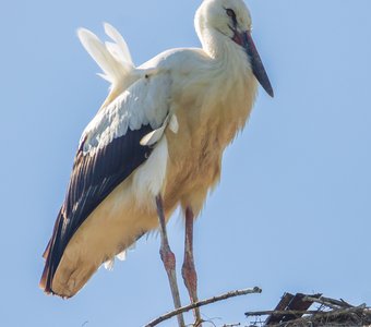 Ангелёнок - аистёнок
