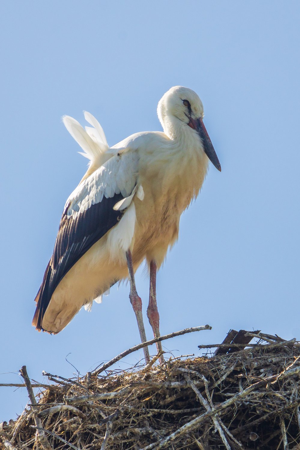 Ангелёнок - аистёнок