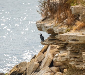 Баклан созерцает