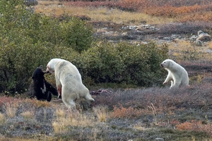 Турист снял уникальную схватку белого медведя с черным