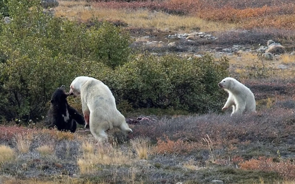 Турист снял уникальную схватку белого медведя с черным