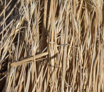 Мастерица по маскировке — акрида обыкновенная!