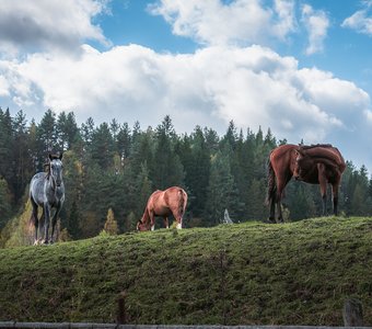 Тройка удалая