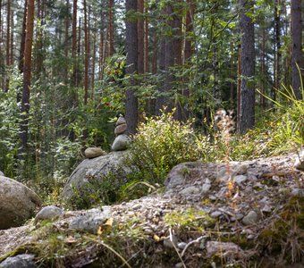 Гармония леса