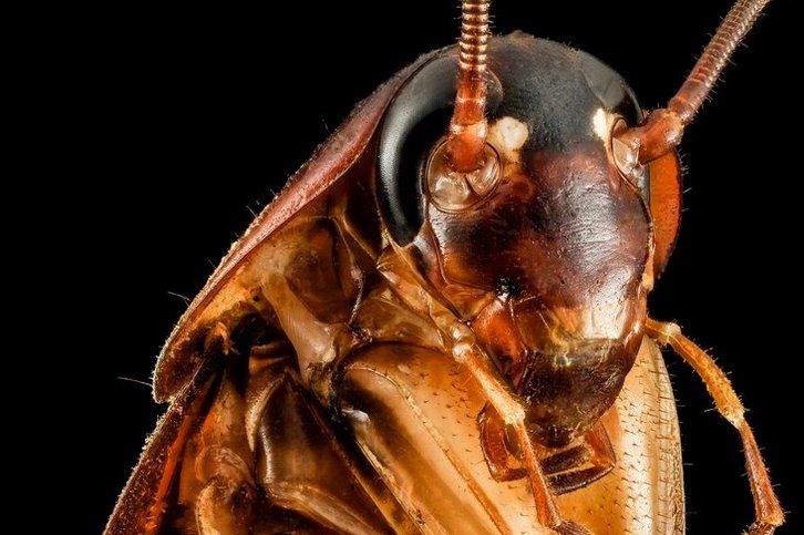 Фото: USGS Bee Inventory and Monitoring Lab/Flickr.com