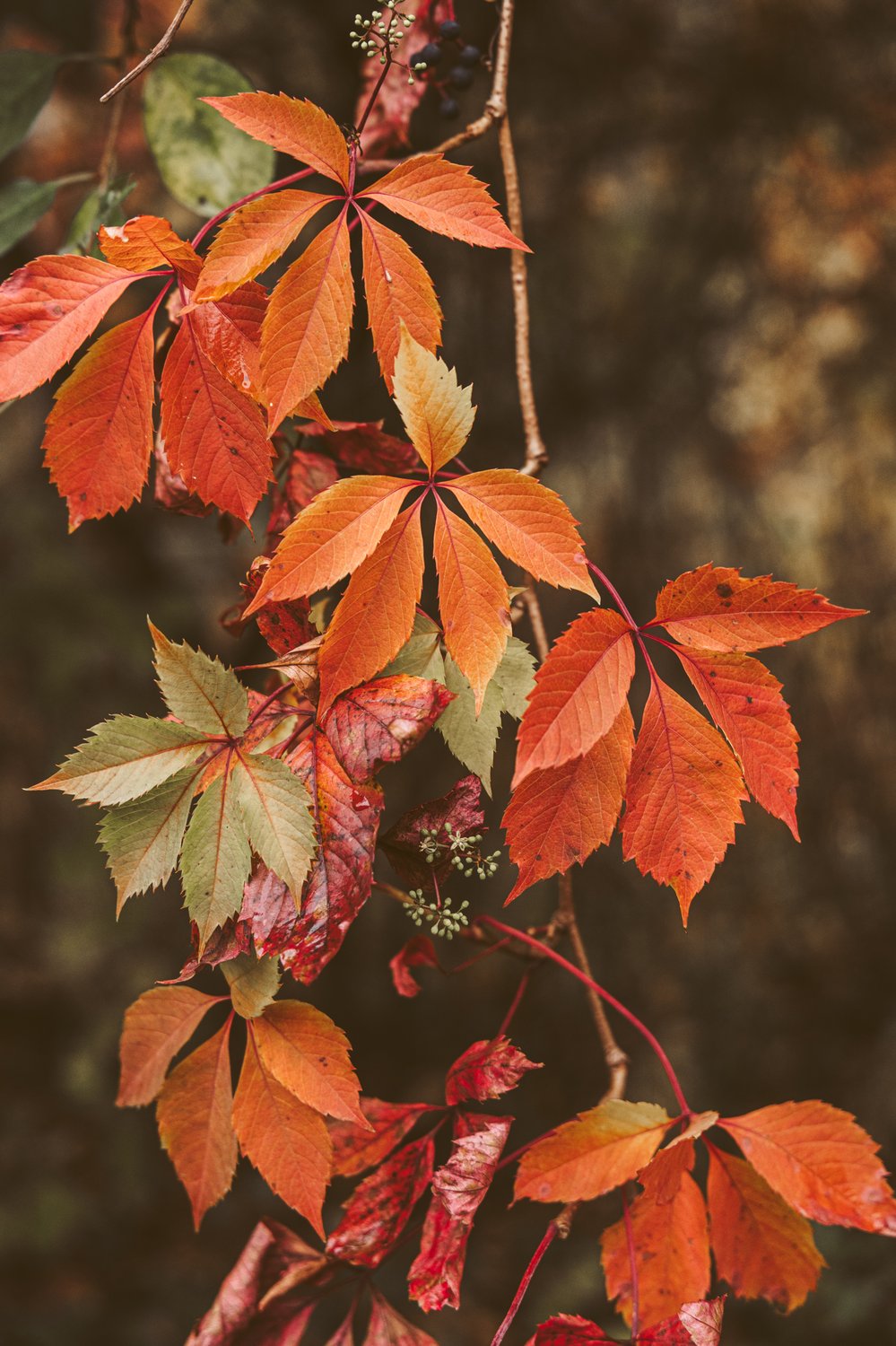 Осенние краски