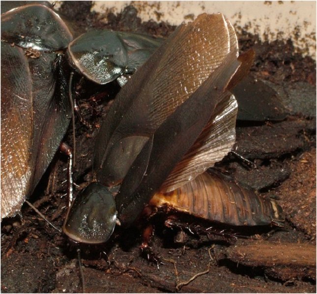 Фото: Sophie Mowles, Natalie Jepson/PLoS ONE