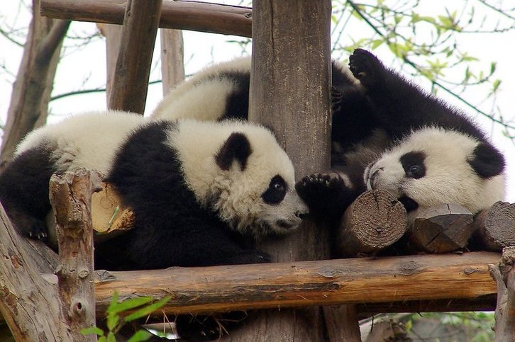 Фото: gill_penney/Flickr.com