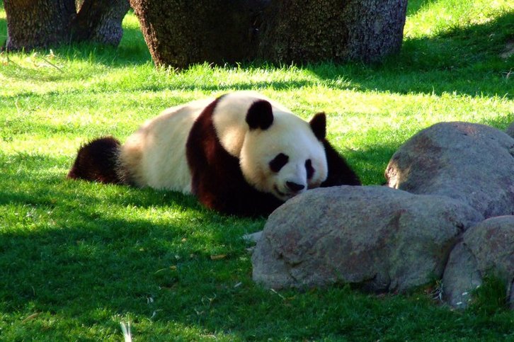 Фото: Daniele Febei