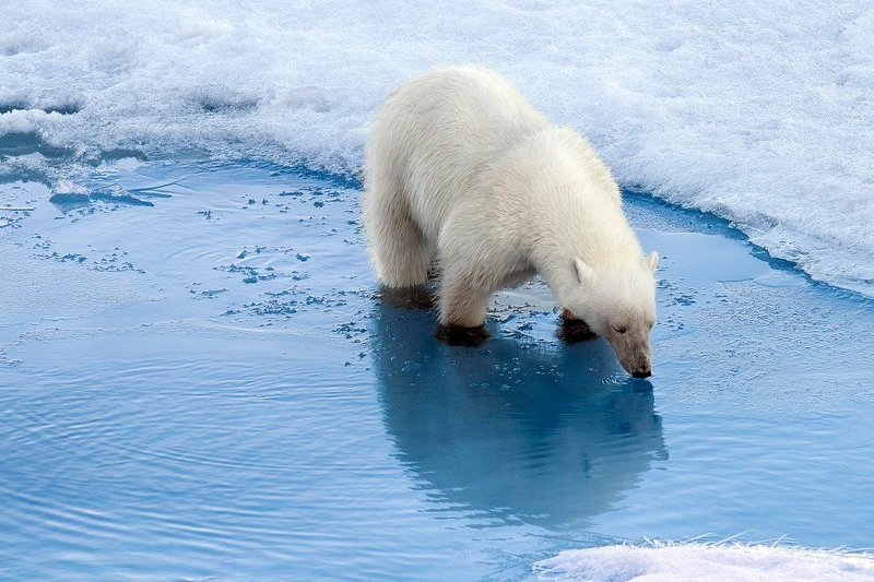 Что ели в Арктике первобытные охотники