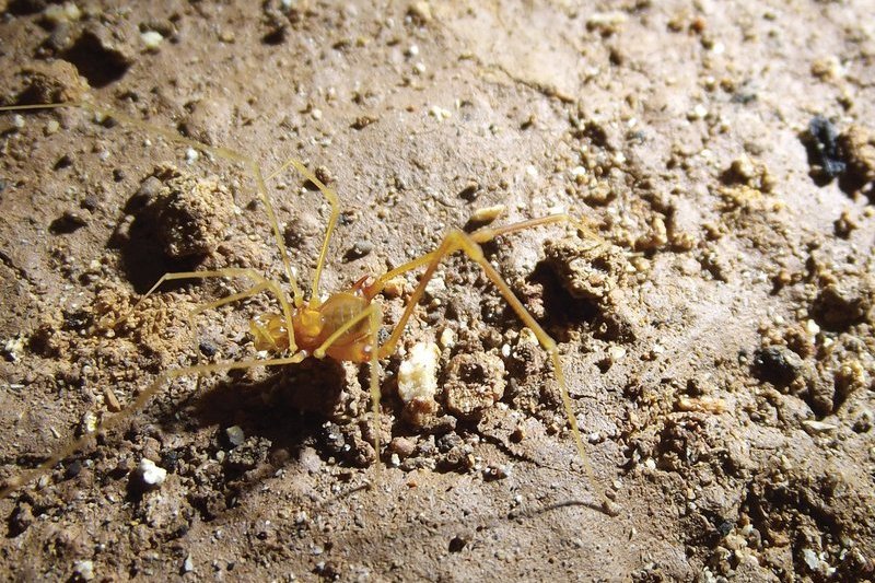 Слепому «косиножке» дали имя в честь Голлума