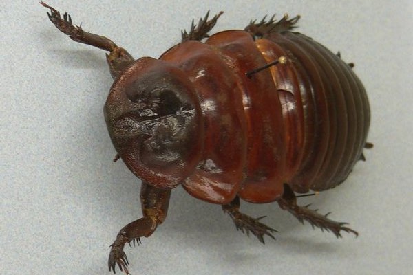 Фото: Mark Pellegrini/Wikipedia