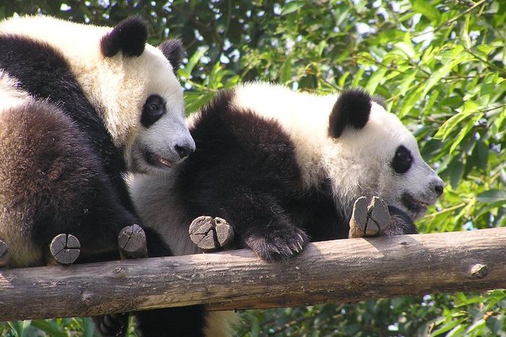 Фото: ogwen/Flickr.com