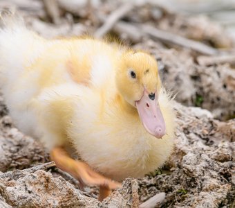 Чудесный кря шагает