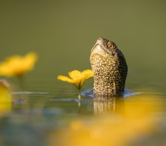 Притворство