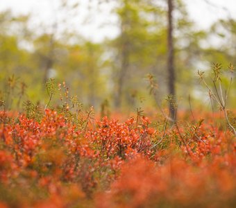 Голубика и багульник