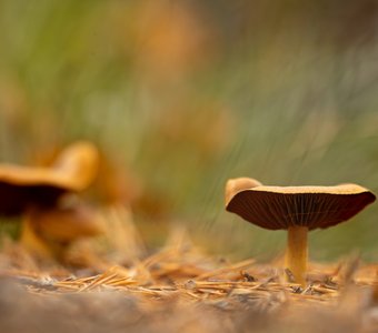 Ушел из семьи