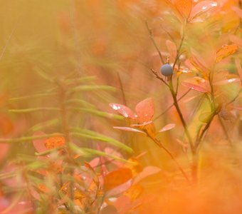 Остатки голубики на болоте