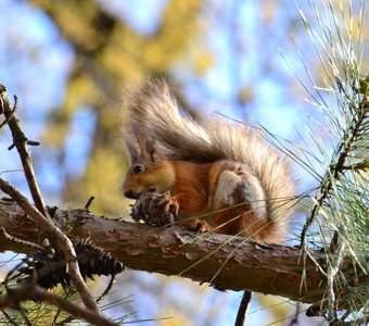 Белочка в Геленджике