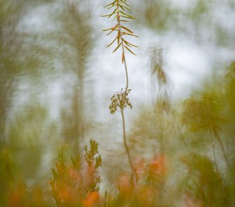 Долговязый