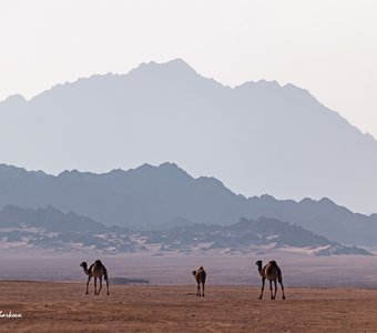 Пустынный путь