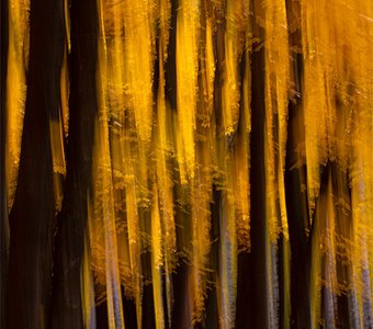 Золотая осень