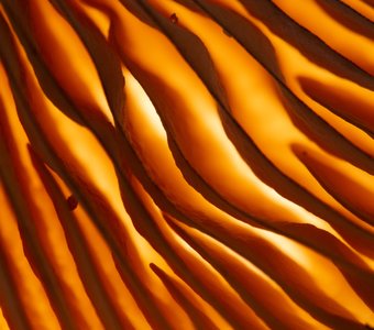 Грибные текстуры 2