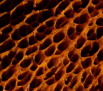 Грибные текстуры