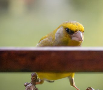 Когда обедать будем?