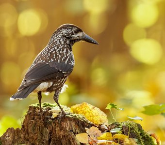 Золотая осень