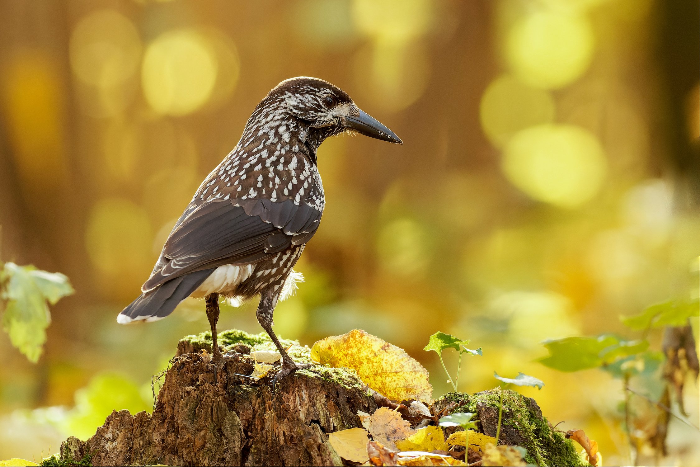 Золотая осень