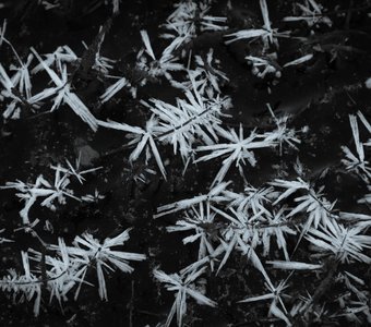 Ледяные цветы