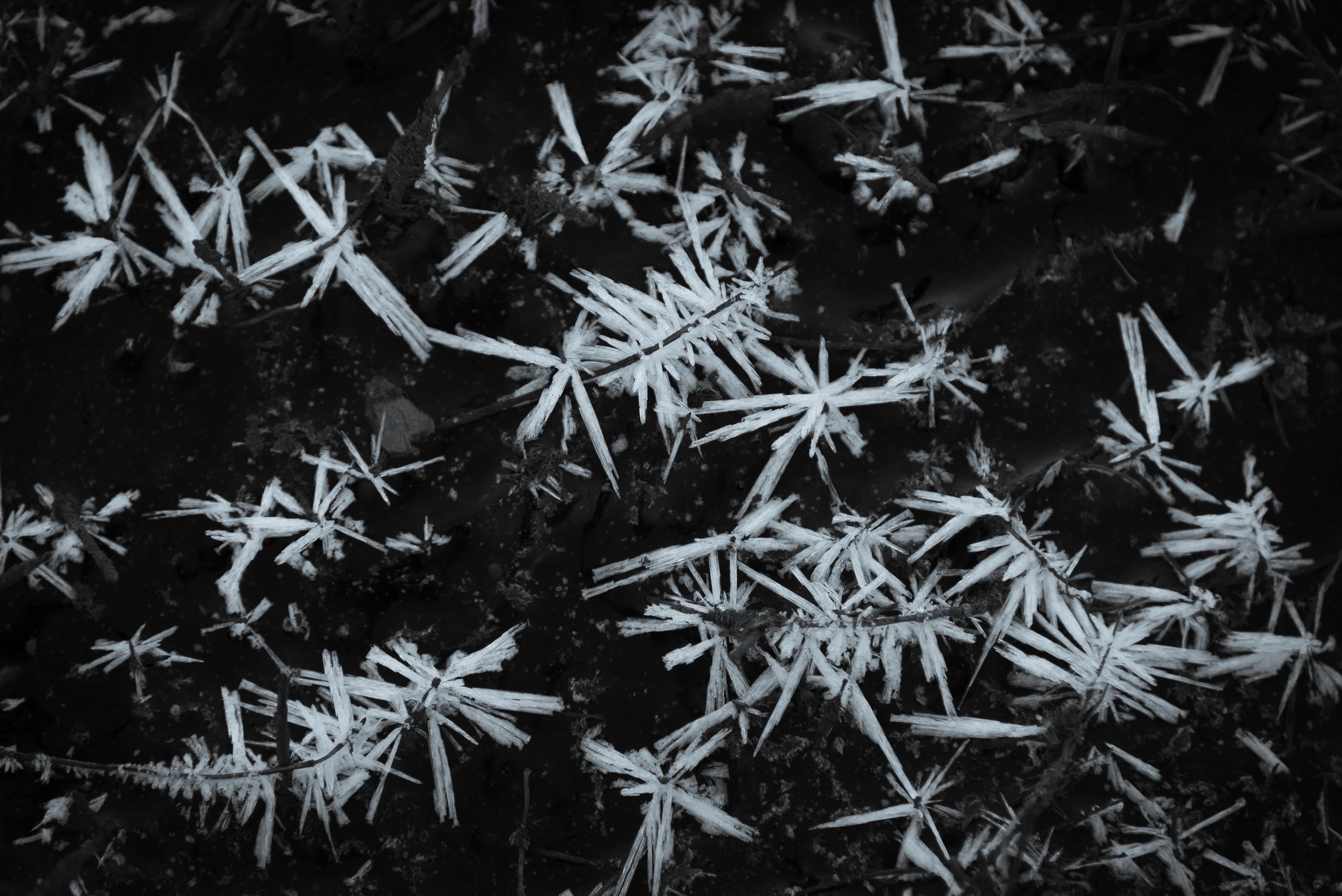 Ледяные цветы