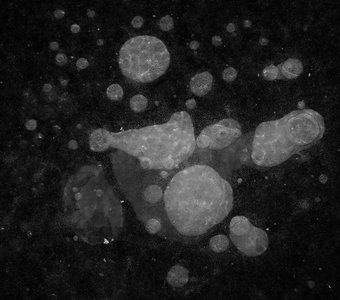 Луна и нерпа