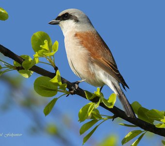 Портрет Мясника