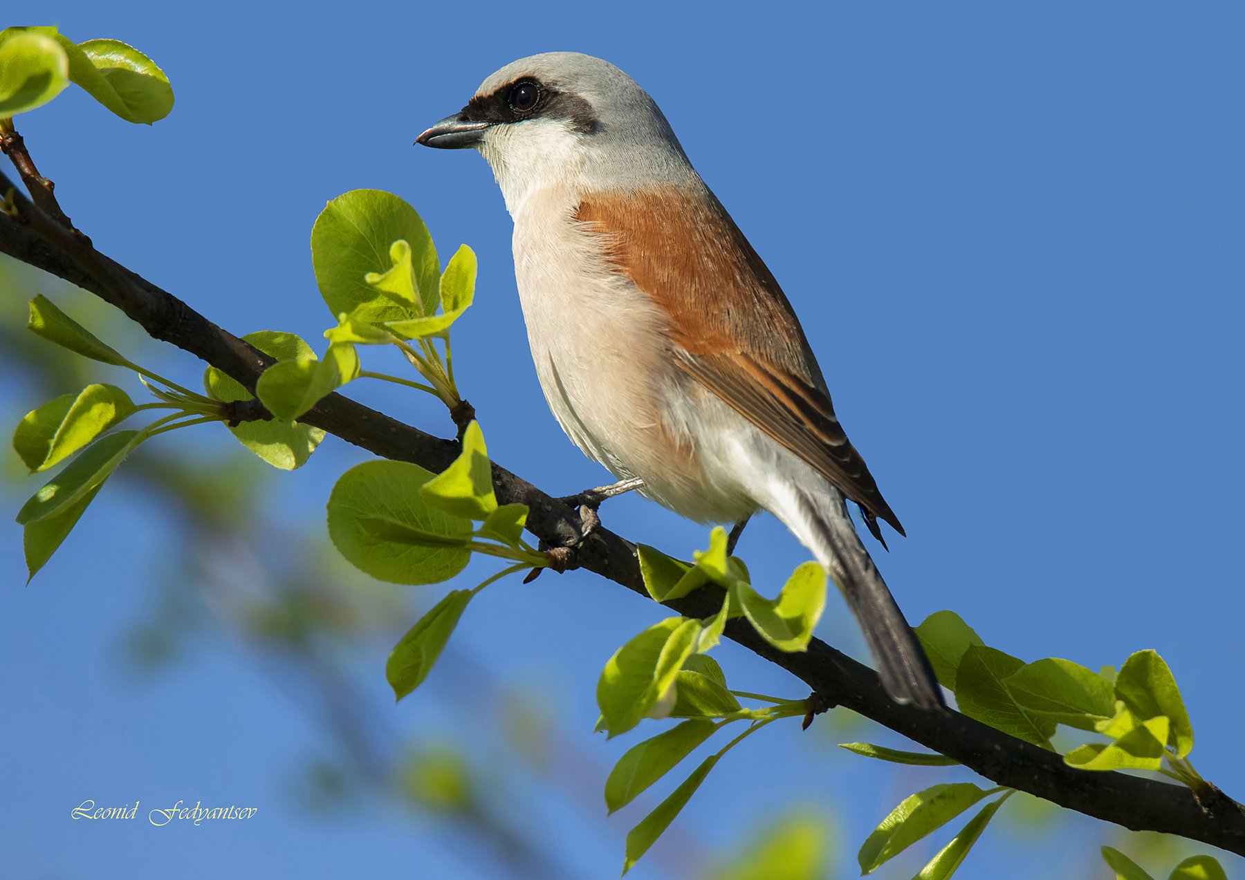 Портрет Мясника