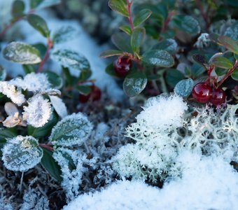 Первый снег и первые морозы