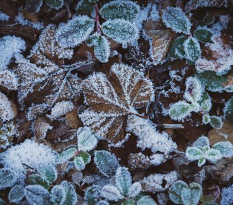 Замороженная красота