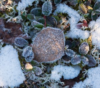 Застывшая жизнь