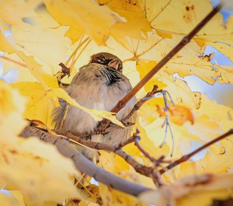 Клёновые сны воробья