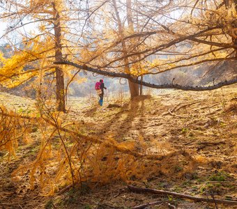 Золото октября