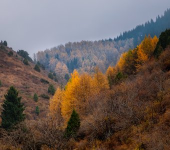 Золото октября