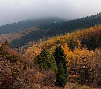 Золото октября