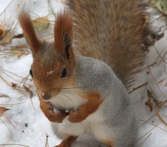 В зимней шубке